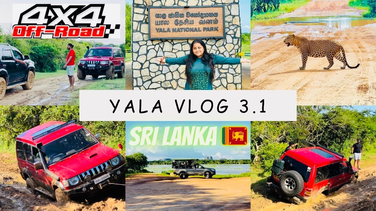 Vlog 33 - Yala National Park 3.1 | Wild Animal | offroad Experience | Yala Safari ​⁠Sri Lanka