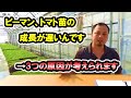 【質問回答!】ピーマン、トマト発芽してから成長が遅い→3つの原因