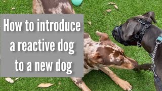 How to introduce a reactive dog to a new dog. #dogtraining #dog #dogobedience