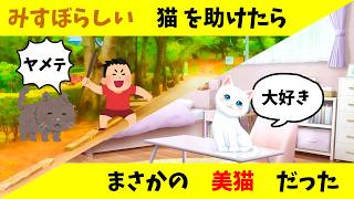 みすぼらしい猫を助けたら、まさかの美猫だった #保護猫 #癒し動画 #猫との暮らし