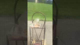 Chipmunk Comes For A Visit