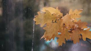 Kağıt Kesiği / Saye Gülüş