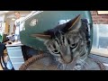 How to Make a Feral Cat Shelter from a Cooler…Fast and Easy!