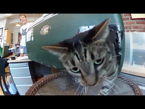 how-to-make-a-feral-cat-shelte