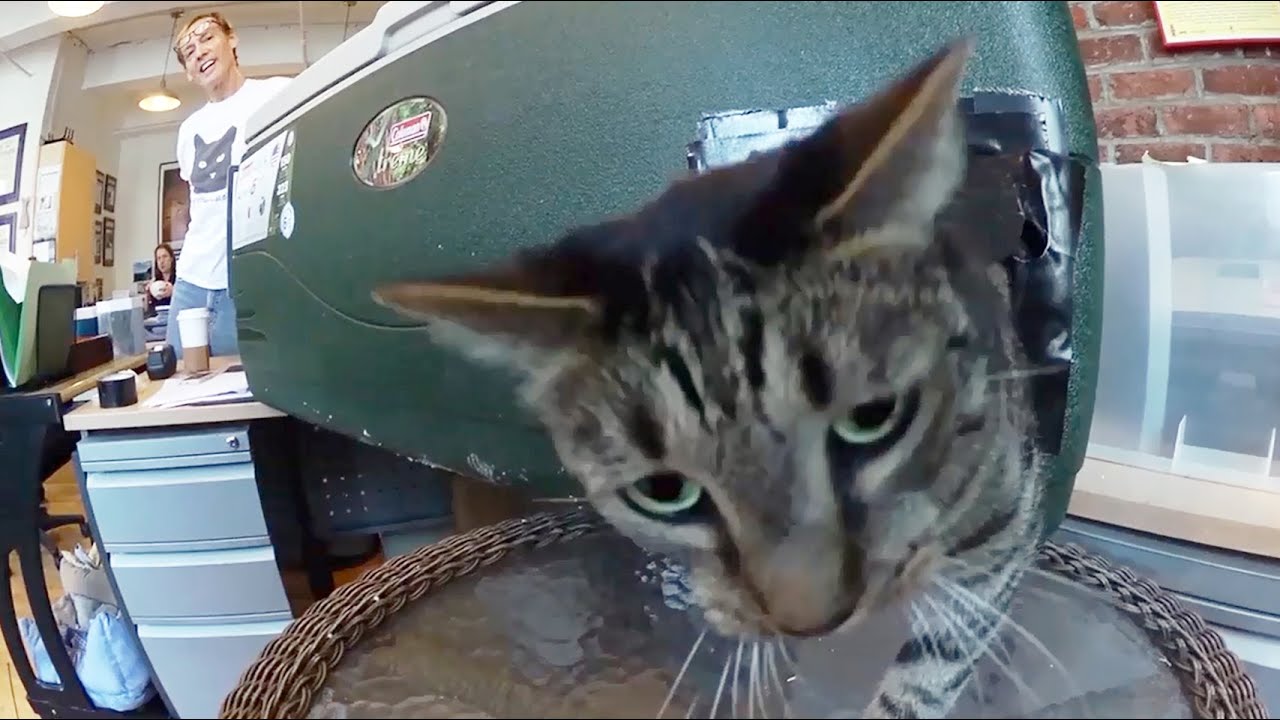 How To Make A Feral Cat Shelter From A Cooler Fast And Easy YouTube