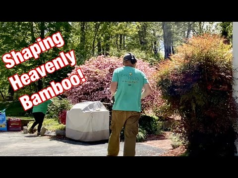 Shaping overgrown Nandina!