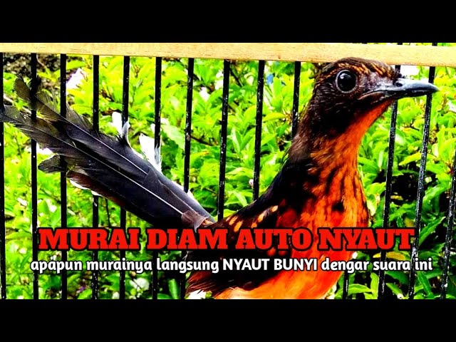 Pancingan murai trotol dan pastol BUNYI GACOR buat murai trotol belajar bunyi murai trotol gacor 86 class=