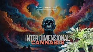 Growing Wisdom: A Conversation with Bingus503 – Cannabis Cultivation Since the 70s
