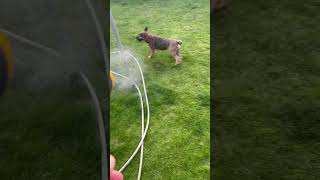 Watering Percy #borderterrier #dog #terrier