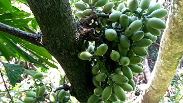 Dây gắm nâu khắc tinh cho bệnh gút (gout), đâu nhức  xương khớp - Thuốc dân gian VAT