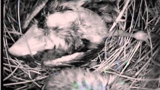 Philornis Larvae Kill Medium Ground Finch Chick