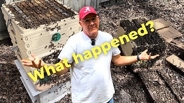 🤔Unexpected Split Results: Is There Still Hope for These Bees?