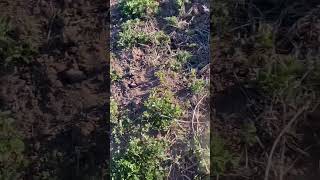 Using the PERC on pocket gophers.