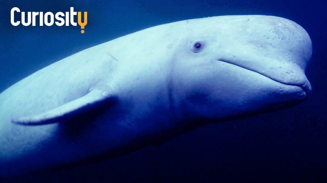 Documentary backdrop image for Why Beluga Whales May Be In Danger (2024)