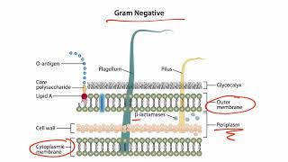 Bacterial Structures for the USMLE Step 1