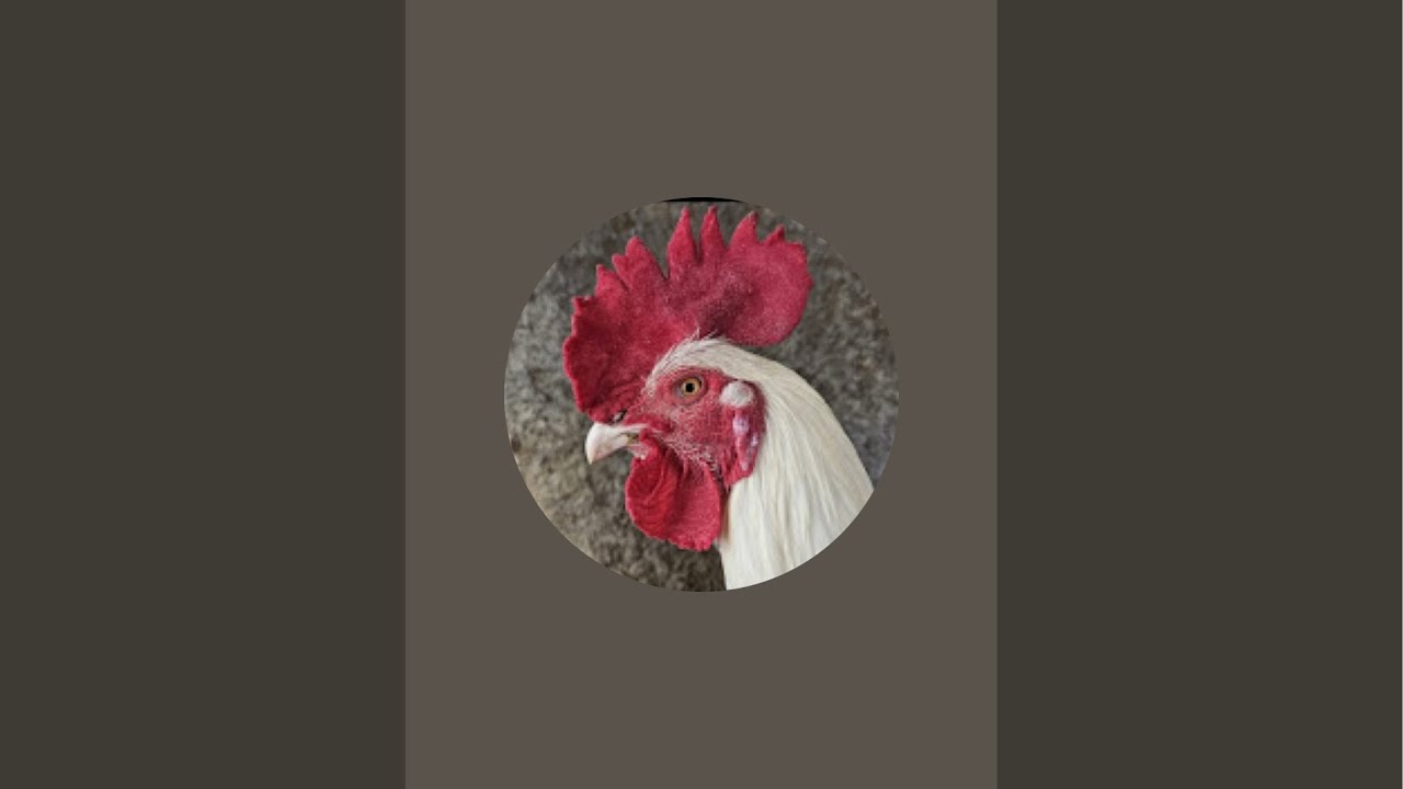 Selamat hari minggu selamat berpuasa ayam tetap godin