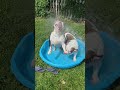 Fun in the sun! #bulldog # pool time# funny in sun# funny dogs