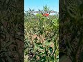 BSc Hons agriculture practical film mirchi kheti 😎😎💯❤️
