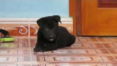 Chó Mông cộc đực đen 55 ngày tuổi, nặng gần 4 Kg (Chó bản Mông hoang dã)