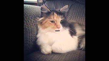 Thumbnail of Chalkey the singing cat - radioactive