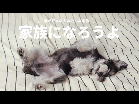 【家族になろうよ】ミニチュアシュナウザーのひじき 僕の家族