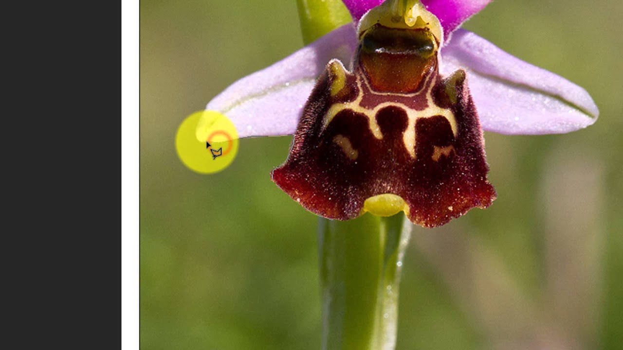 Photoshop Detourage Image Avec Un Fond Transparent Youtube