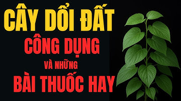 Cây Dổi Đất: Tác Dụng Chữa Bệnh & Cách Dùng Trong Đông Y