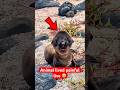 3 Animals That Survive the Impossible!
