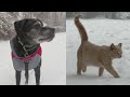 Eastern North Carolina pets enjoying the snow