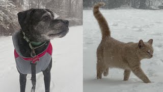 Eastern North Carolina pets enjoying the snow