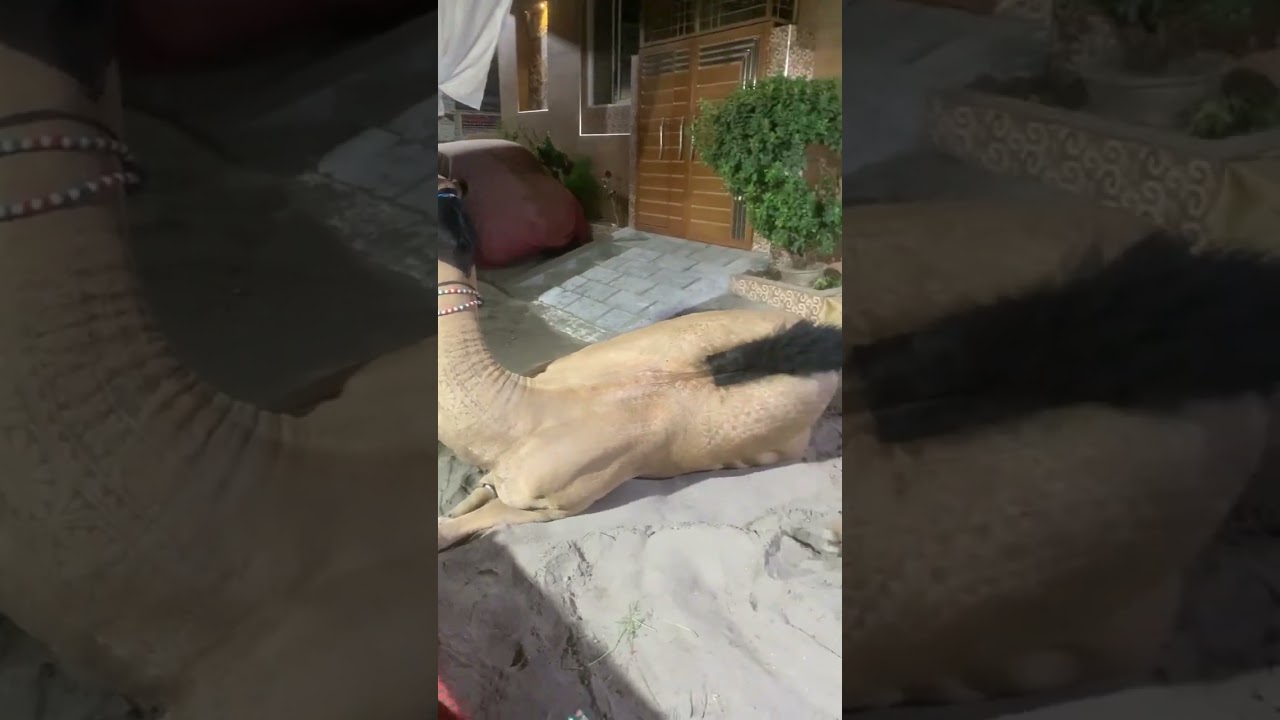 Heavy weight camel 🐪 😍 mashallah 🥰 