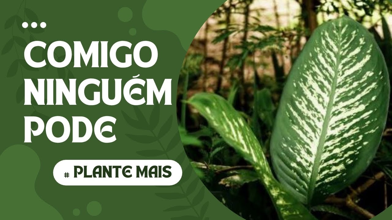 Como fazer mudas da Comigo Ninguém Pode (dieffenbachia) - YouTube