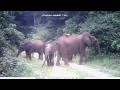 In Nyonié, Gabon, elephants react to a camera trap in various ways