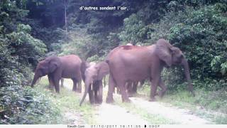 In Nyonié, Gabon, Elephants React To A Camera Trap In Various Ways