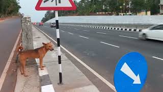 Team of Stray Dogs Crossing the newly opened part of Highway NH66 - The MAhe-Tellicherry Highway