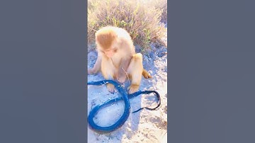 Wao monkey 🙉 and king cobra 🐍 is amazing #shortvideo #kingcobra #kingsnake #snake #monkey #shorts