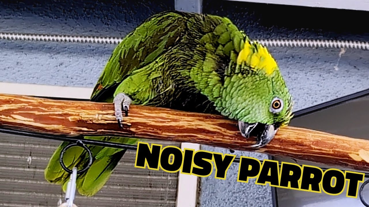 Charlie Murphy The Parrot Singing Talking And Making Noise Outside charlie-murphy-the-parrot-singing-talking-and-making-noise-outside