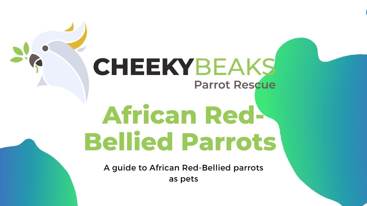 A guide to African Red Bellied Parrots as pets