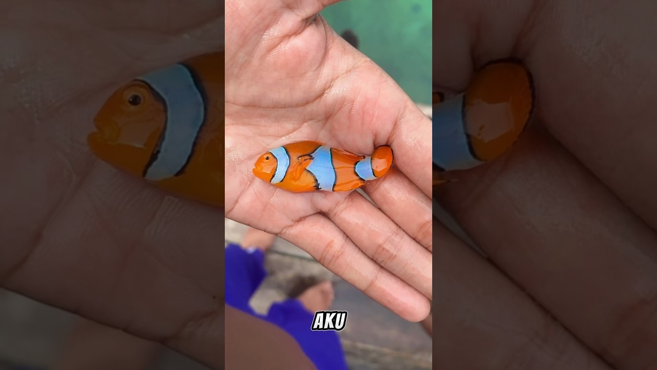 Tangkap ikan nemo #fish #melaut #dilaut