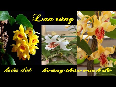 Video (Dạ đã hết rồi ạ)Lan rừng tối 6/9/2022(ship30k)Kiều... - youtube