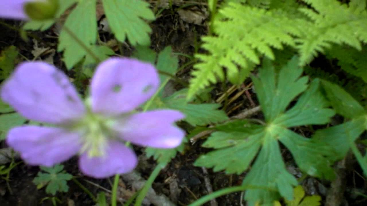 Wild Geranium