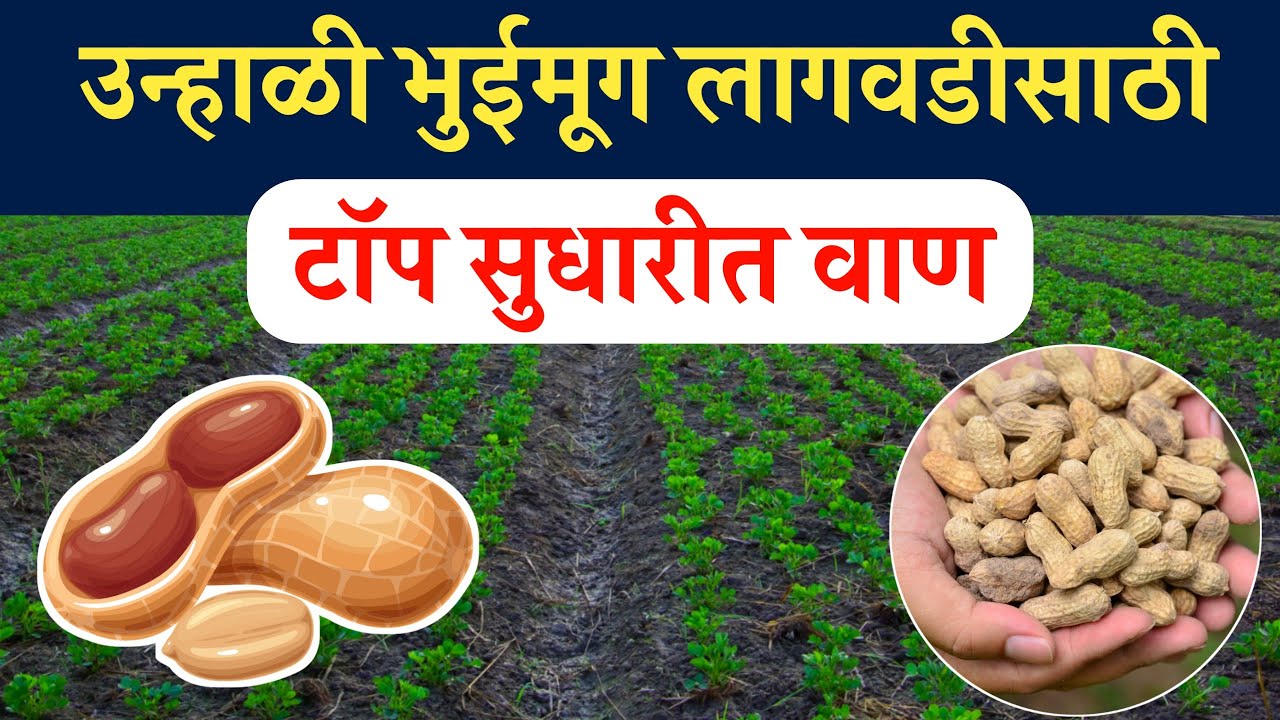 उन्हाळी भुईमूग लागवड सुधारीत वाण संपूर्ण माहिती/Unhali Bhuimug Lagwad ...