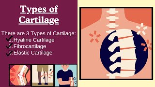 Types of Cartilage | Hyaline Cartilage, Elastic Cartilage, Fibrocartilage