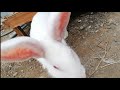 Little bunny shorts tierno conejo