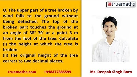 The upper part of the tree is broken by the wind falls to the ground without being detached. The top