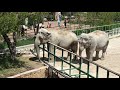 Слонихи Магда и Дженни радуют посетителей Тайгана! Elephants delight visitors to Taigan!