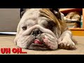 Reuben the Bulldog: Goodbye Bed