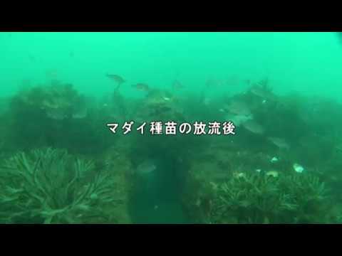 貝殻魚礁JFシェルナース映像～和歌山県～