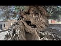 Under The Olive Tree | OdyPen first meet | Warrior Penelope AU | EPIC: The Musical
