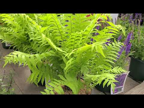 Matteuccia struthiopteris (Ostrich Fern) // BOLD,🌟bright green, NATIVE, Easy to Grow Fern